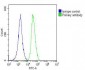 ANGPT2 Antibody (C-term)